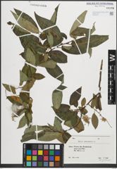 Foto von Salix pentandra L.